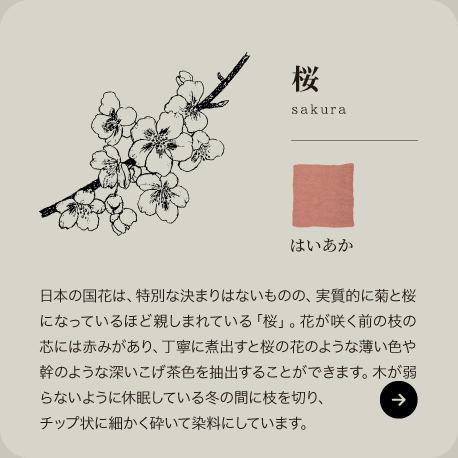 桜（サクラ）| 里山パレット図鑑